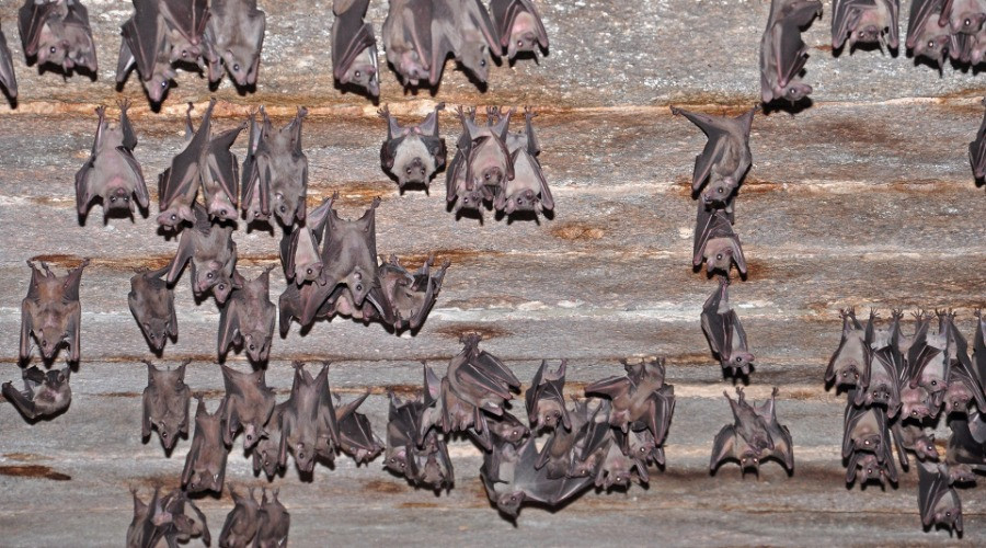 Bats: The Fall From Grace