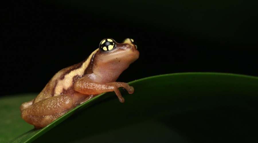 The Monsoon Stars Of The Western Ghats