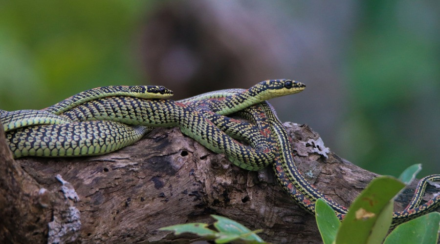 The Curious Mating Ritual Of Ornate Flying Snakes