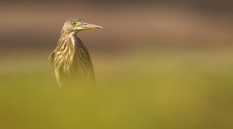 The Herons Of India