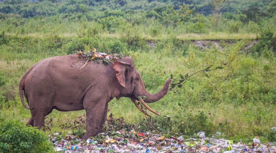 Plastics Found In Elephant Dung Sets Alarm Bells Ringing