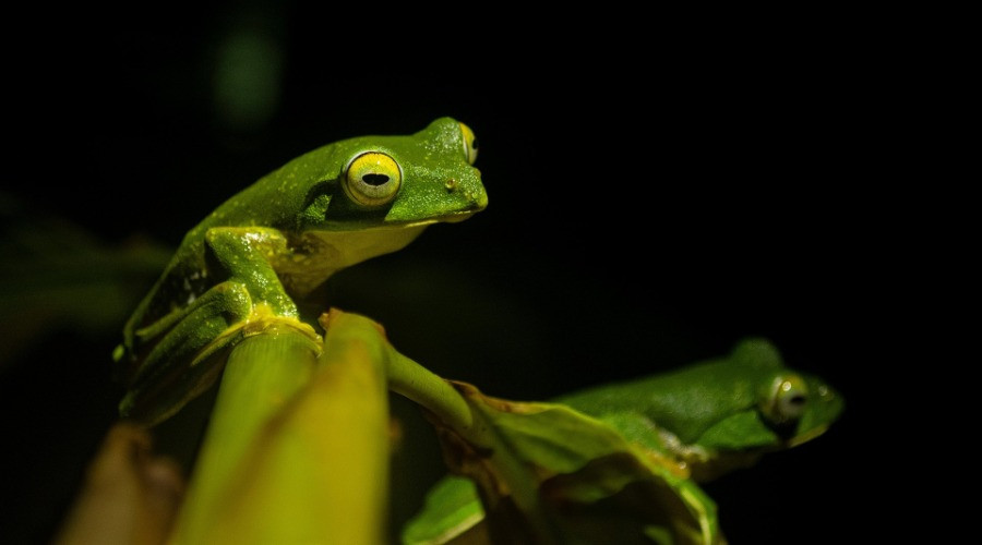 The Resurgence Of The Anaimalai Flying Frog