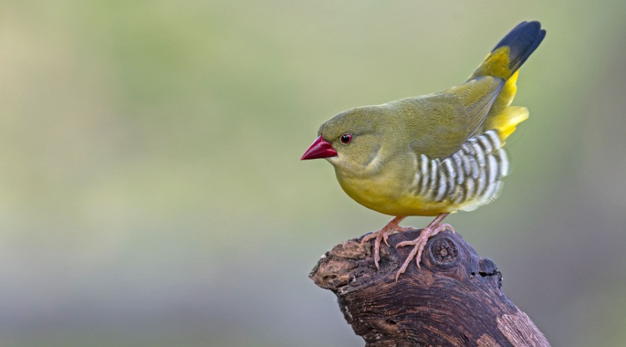 The Green Avadavats Of Mount Abu