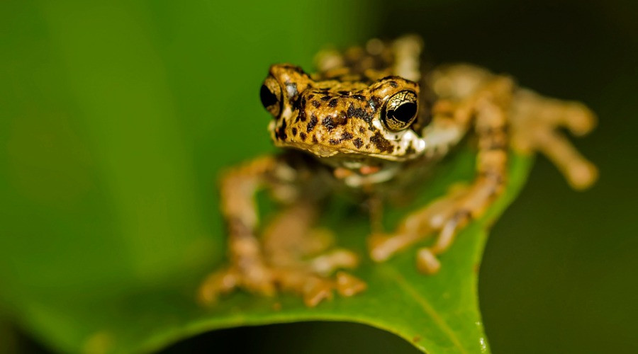 The Malabar Tree Toad Dilemma