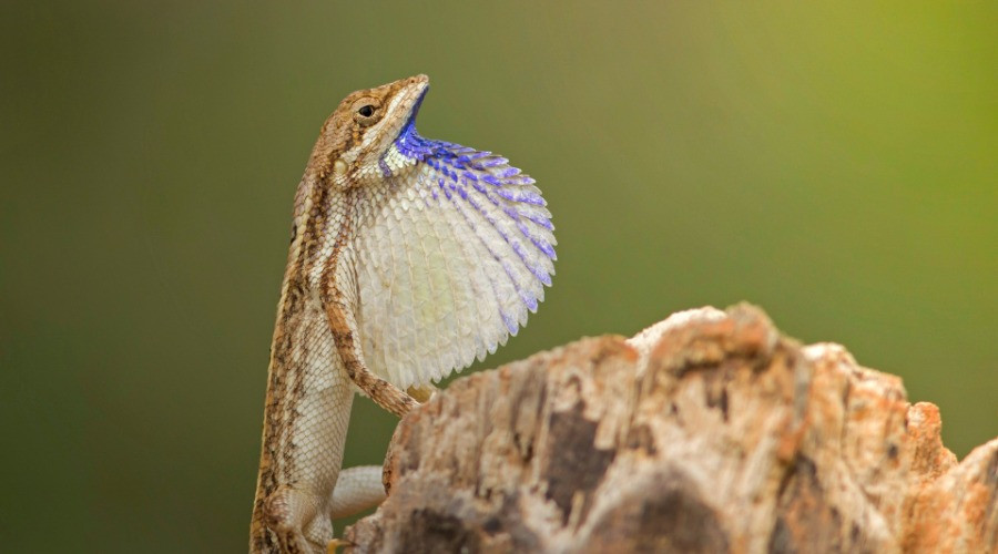 The 'Duel' Purpose Of A Fan-Throated Lizard's Dewlap