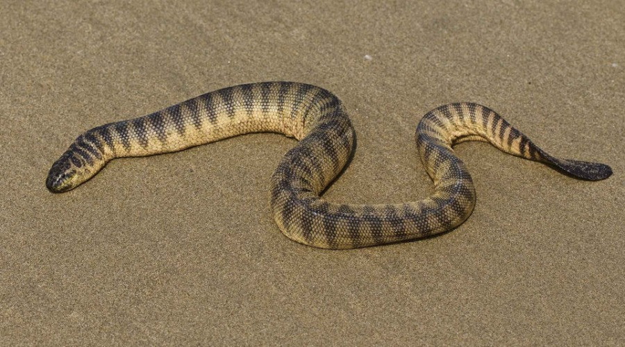 Snakes On A Boat
