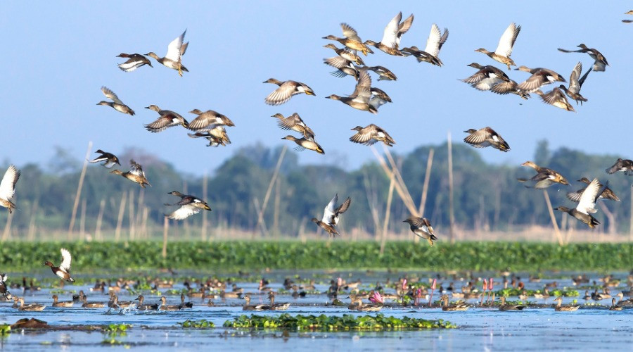 Maguri Beel