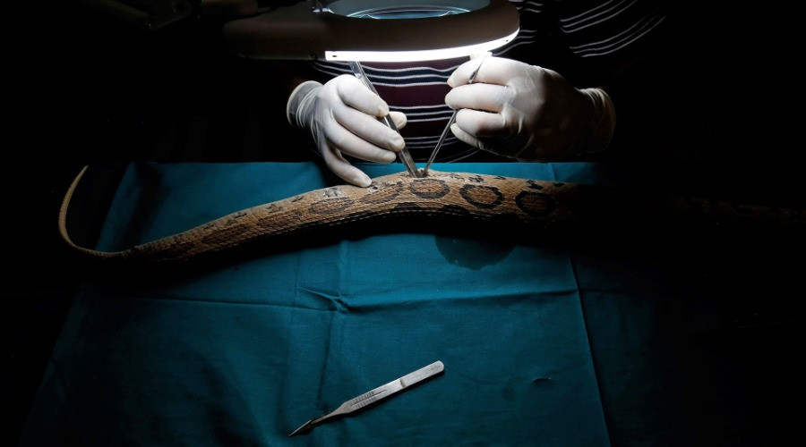 Radio Telemetry Welcomes A New Era For Snake Research
