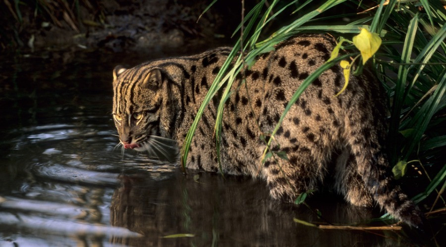 Chilika Lake gets a new ambassador, the Fishing Cat!