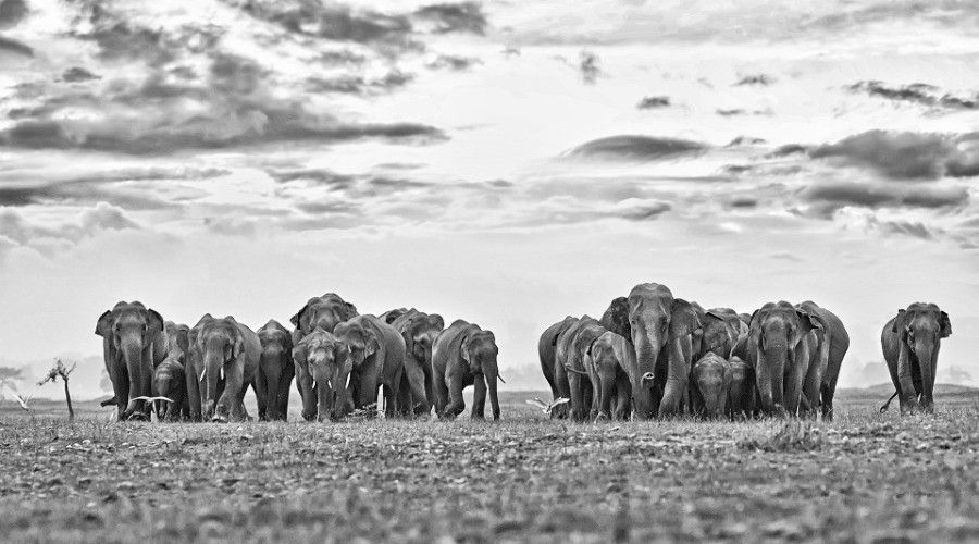 No Country For Elephants