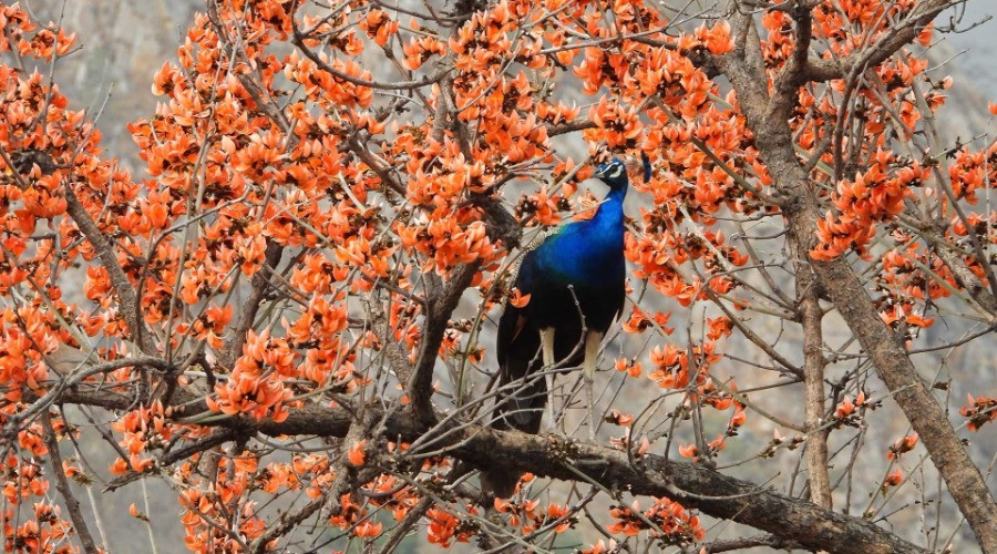 All About The Indian Peafowl
