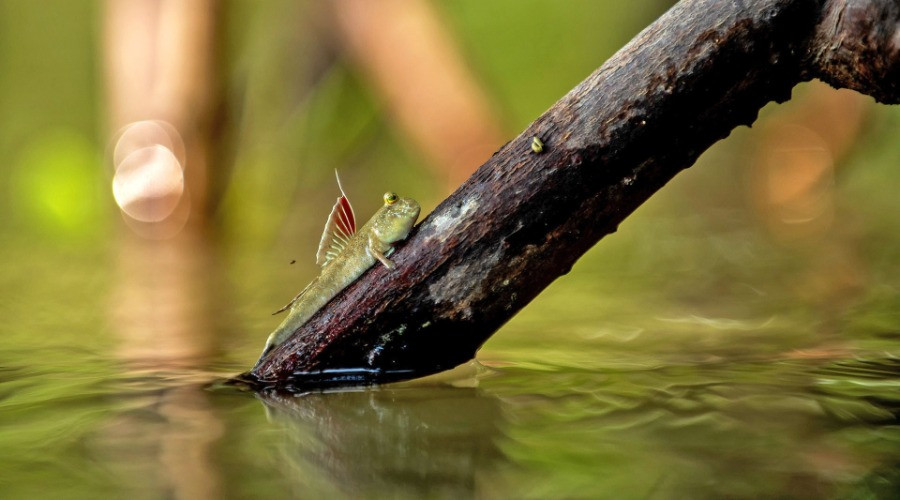 The Double-Life Of Mudskippers