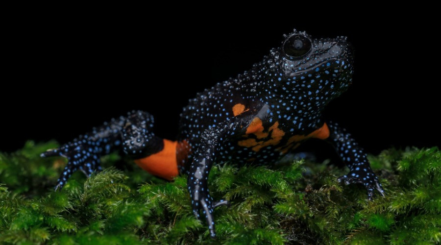 Munnar: South India's Herping Haven