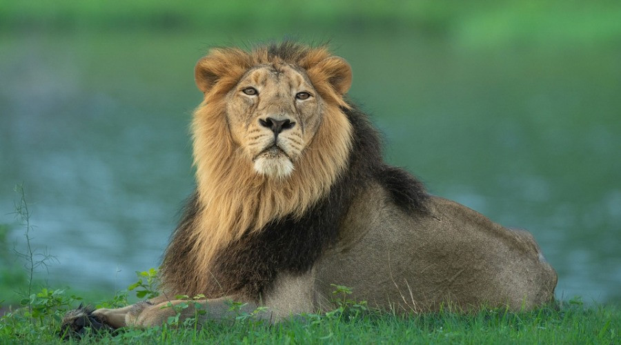 10 Things You Need To Know About Asiatic Lions