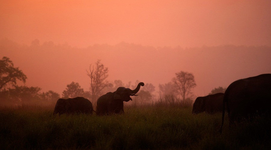 Wildlife Photography: The Art Behind The Craft
