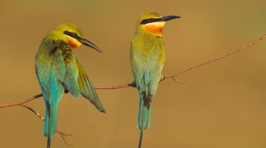 The Bee-Eaters Of India