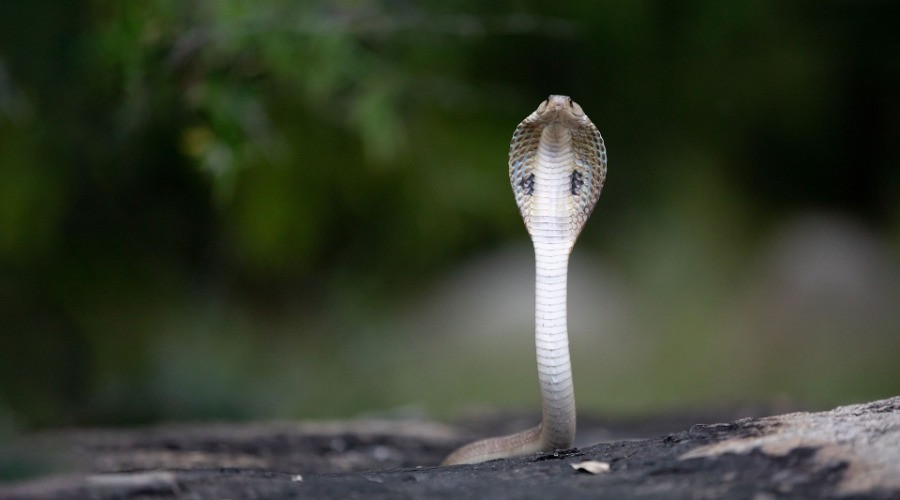 A Guide To Snakebite Mitigation And Management