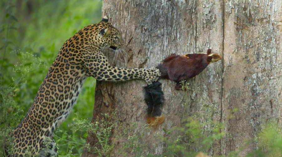 Nature inFocus Photography Contest 2021: The Winners