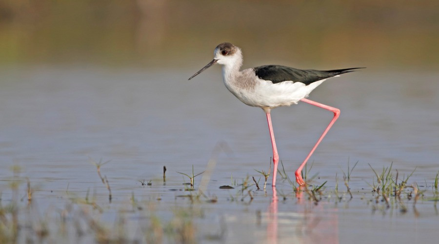 The Dual Life Of Kaliveli Wetlands