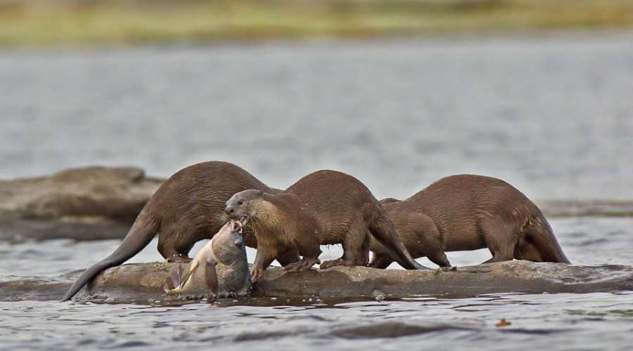10 Things You Need To Know About India's Otters