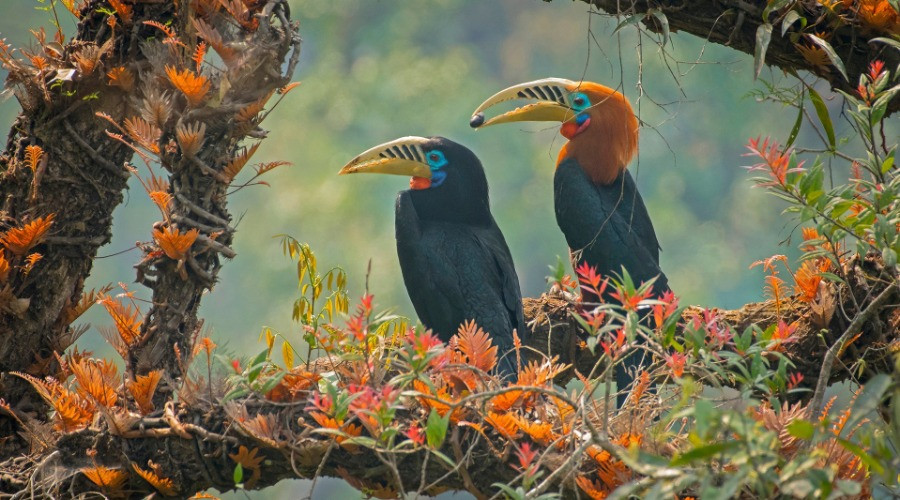 Captivating Courtship Rituals From The Animal Kingdom