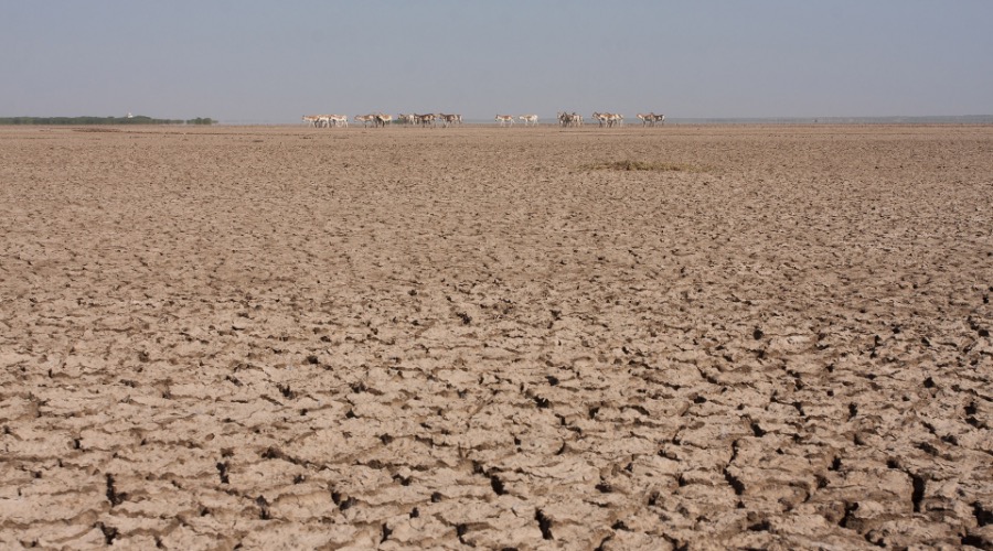 Little Rann of Kutch