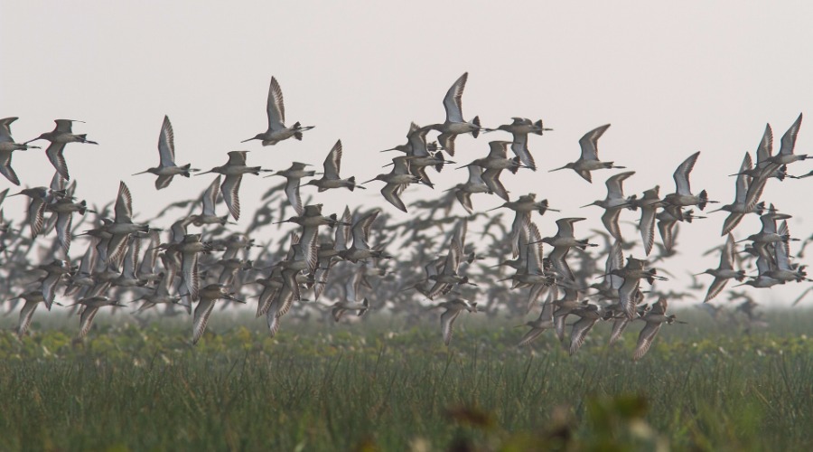 10 Places To Go Birding This Winter