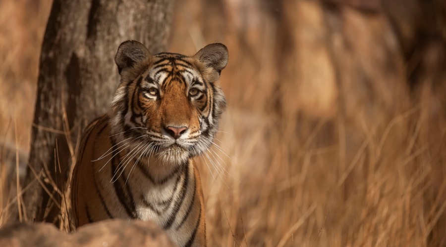 Ranthambore