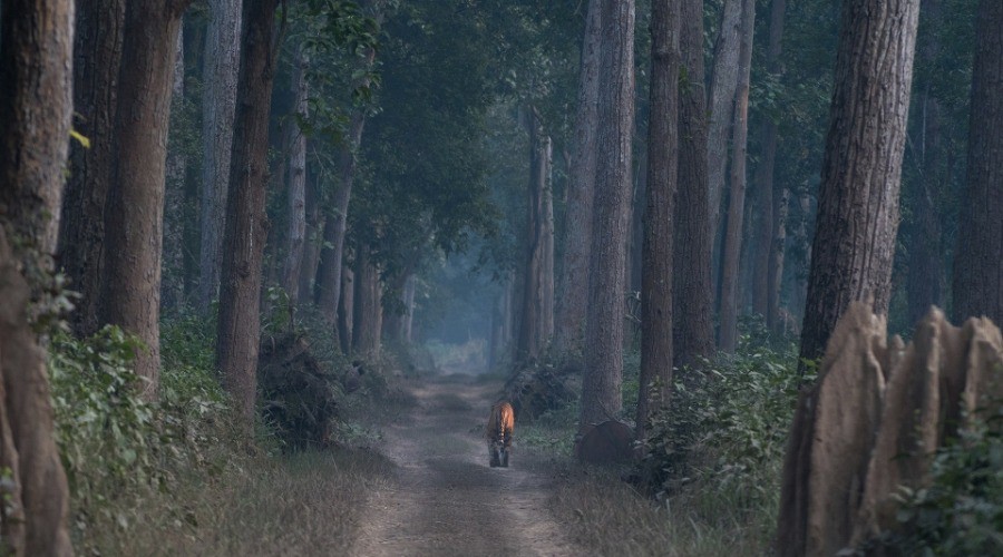 Rogue Forest