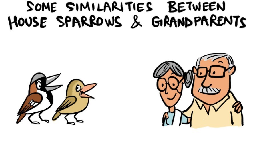 An Ode To The House Sparrow