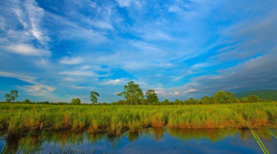 The Hidden Wealth Of Grasslands