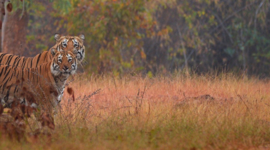 Tadoba Andhari Tiger Reserve