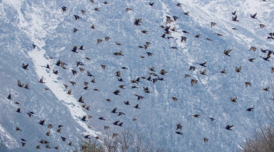 A Flock Of Blue