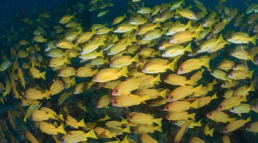 Underwater At The Andamans