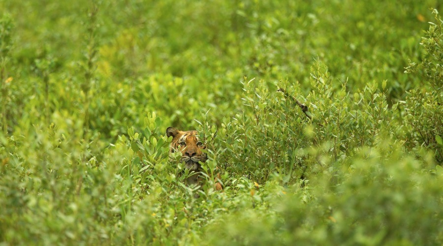 Snapshots From The Sunderbans