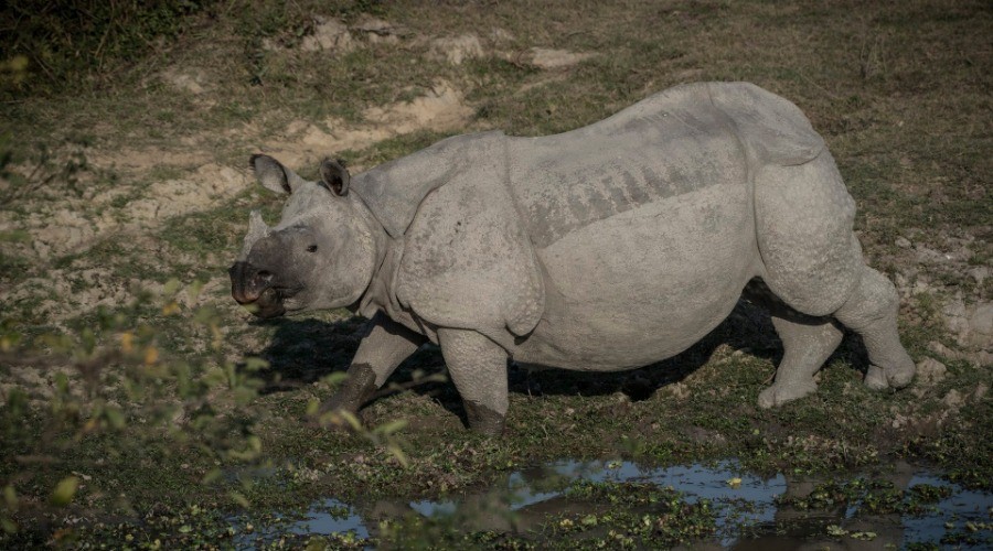 Six Life Lessons From Rhinos