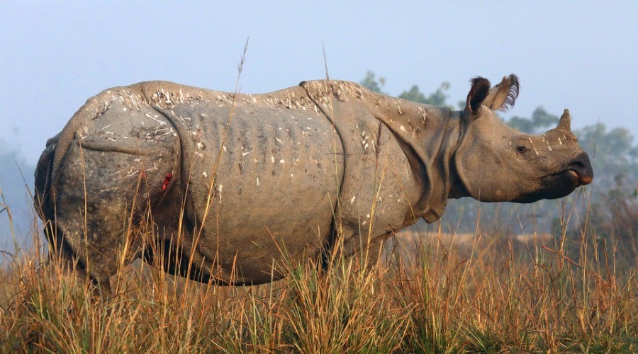 Beyond Kaziranga