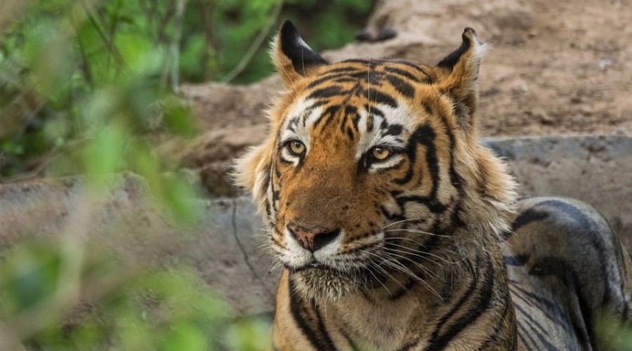 Sariska