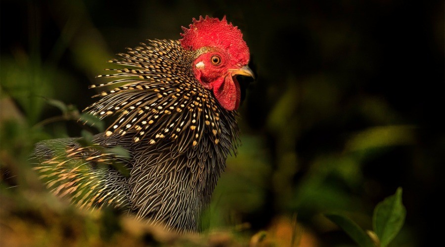 Birding In God’s Own Country