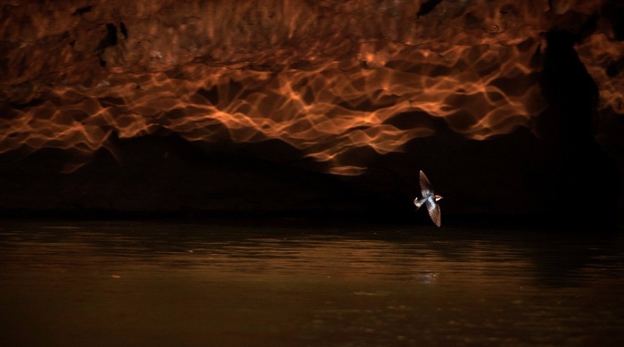 Nature inFocus Photography Awards: Winners – 2015