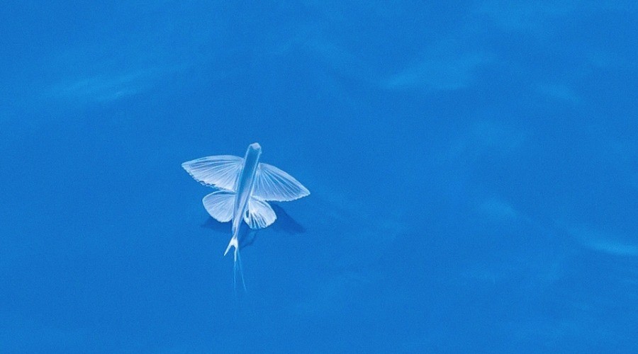 It’s A Bird, It’s A Plane...It’s A Flying Fish!