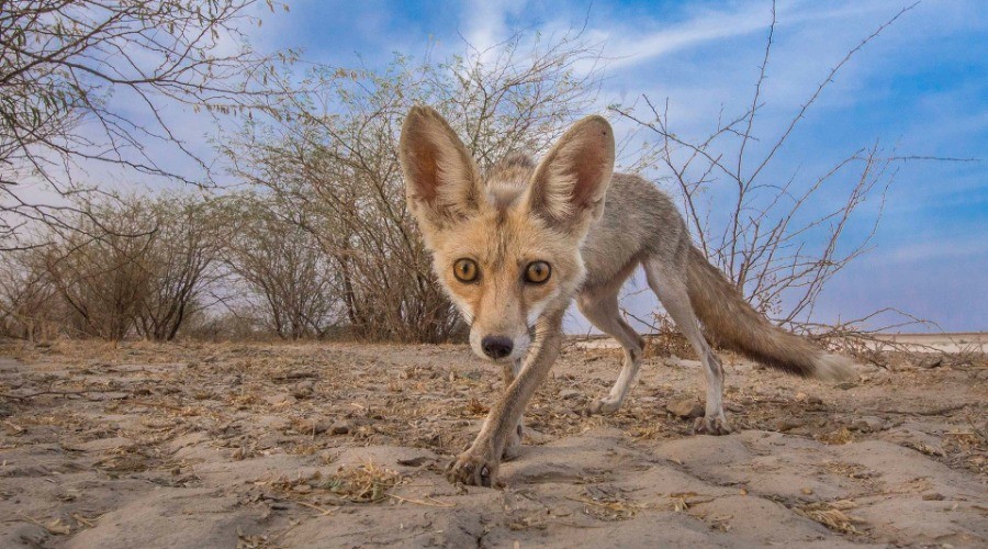 Following The Desert Fox