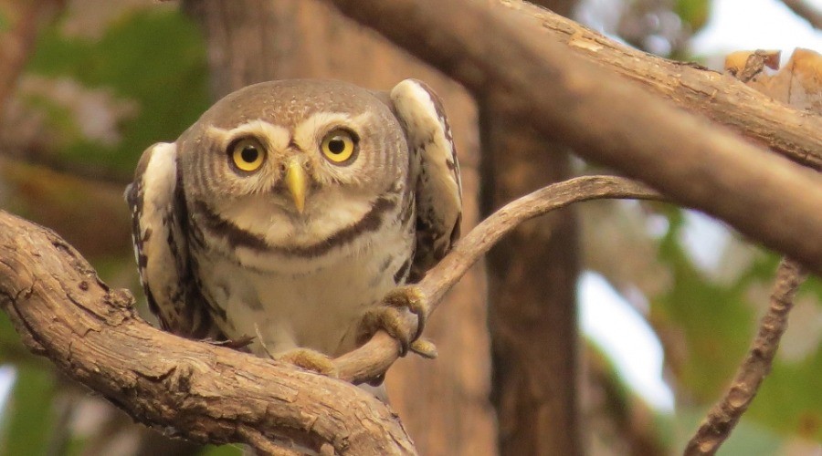 Forest Owlet