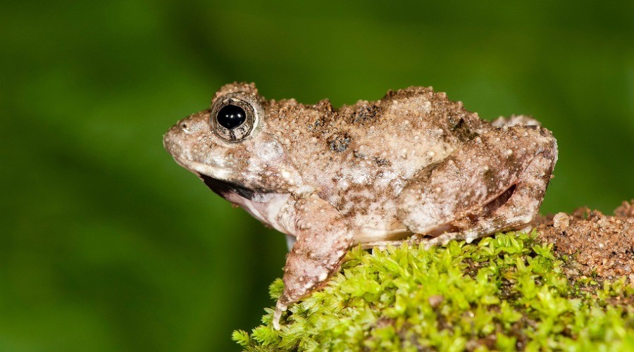 Four new frogs just discovered! Findings published today