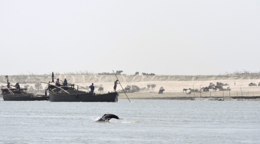 Gangetic Dolphin