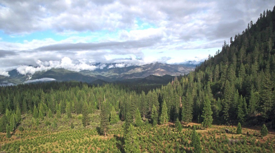 Rewilding nature