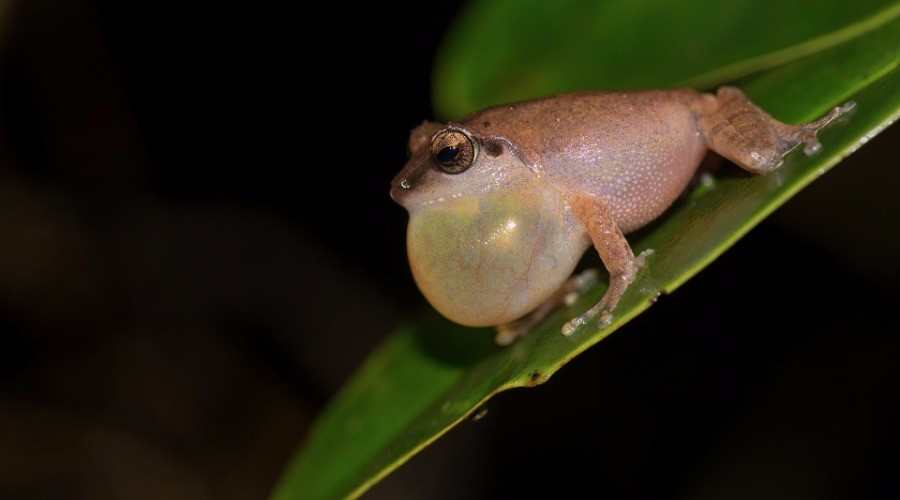 Croak Studio