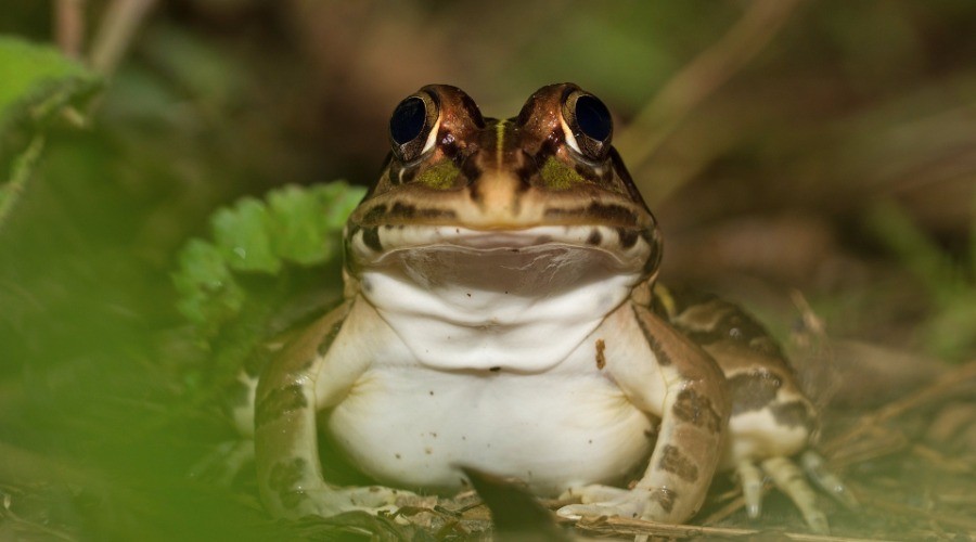 Not ‘Jumping Chicken’ But Poached Frogs