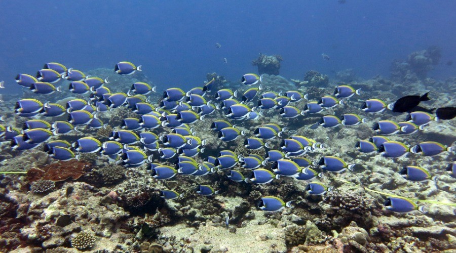 In Pursuit Of Parrotfish