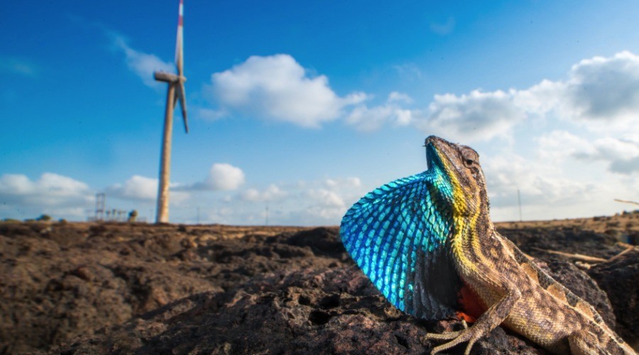 Lizards Of The Windmill Plateau